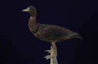 藏品(家鴨)的圖片